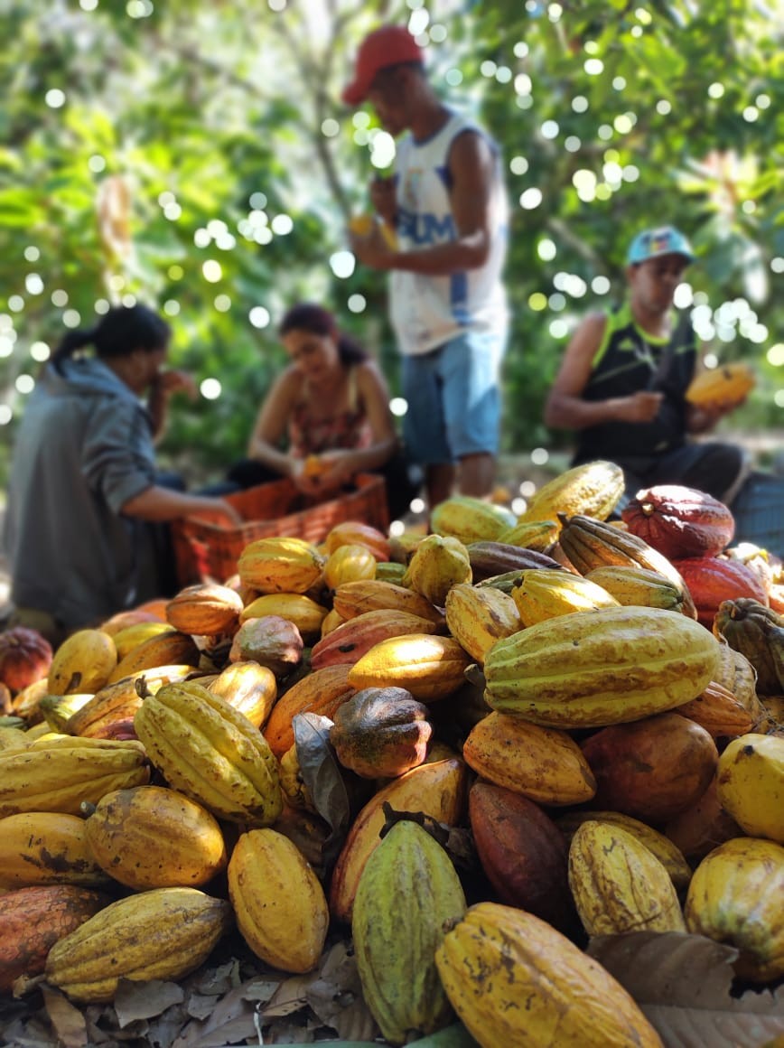 Indústrias de cacau receberam 18% menos amêndoas brasileiras em 2024