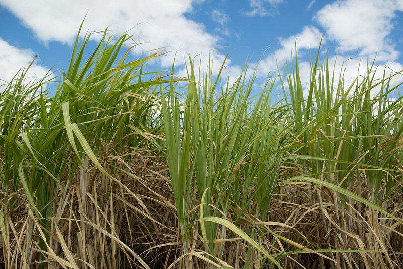 Açúcar tem alta em NY com suporte de câmbio e clima no Brasil