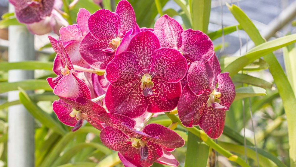 Orquídea vanda — Foto: Canva / Creative Commoms