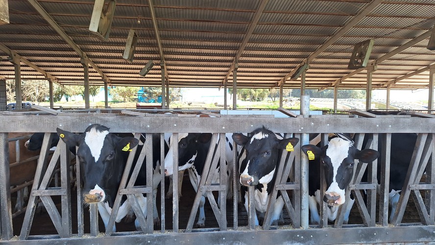 Produção de leite em Castro (PR)