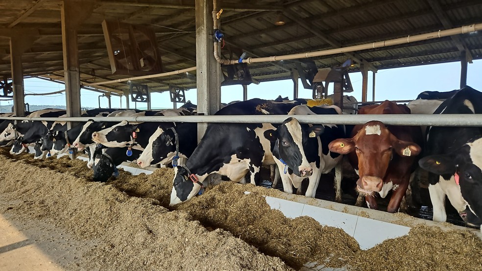 Fazenda Genética Arm é referência em tecnologia e alta eficiência na pecuária leiteira, com plantel de vacas confinadas em free-stall — Foto: Fazenda Genética Arm / Divulgação