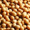 O mercado acompanha as expectativas de retomada do comércio de soja entre EUA e China - Fundação Solidaridad
