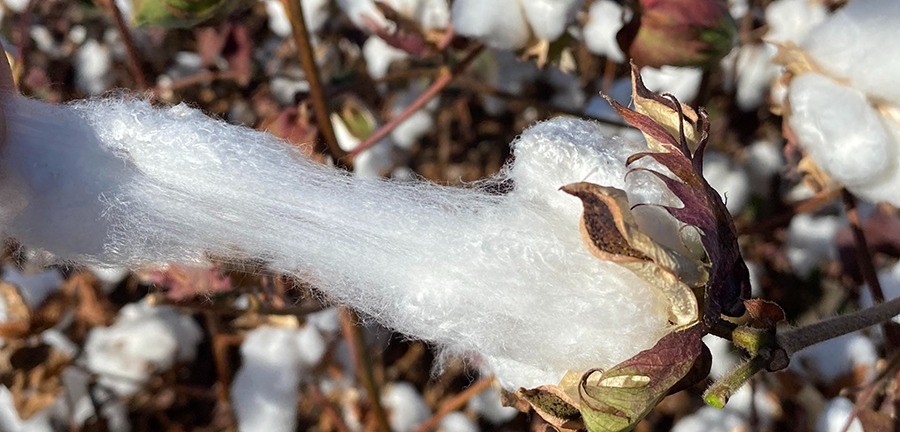 Em ritmo de fim de ano, Nova York tem poucas negociações, e commodities sobem