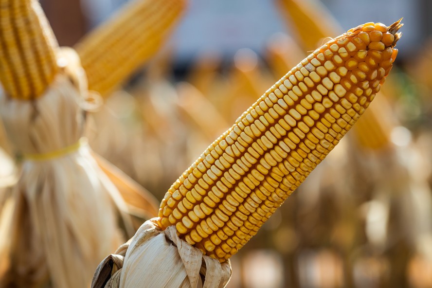 Produção mundial na temporada 2025/26 é estimada em 1,28 bilhão de toneladas