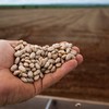 Plantio da primeira safra 2025/26 brasileira de feijão já somava 12,8% da área prevista - Wenderson Araújo / CNA