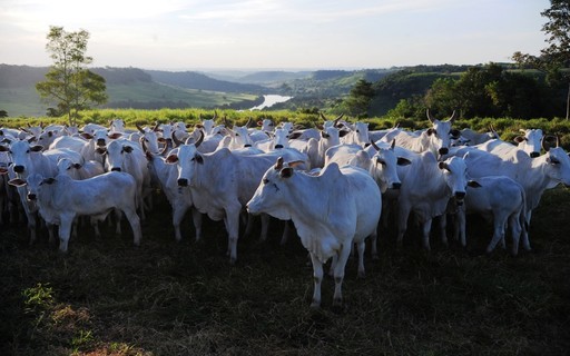 Protocolo de exportação de bovinos livres de antimicrobianos pode facilitar negociações do Brasil com UE