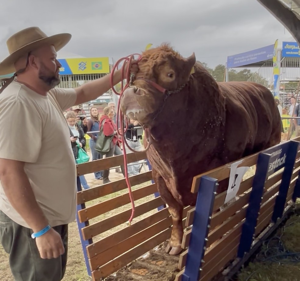 Touro de 1.485 quilos é o animal mais pesado da 49ª Expointer