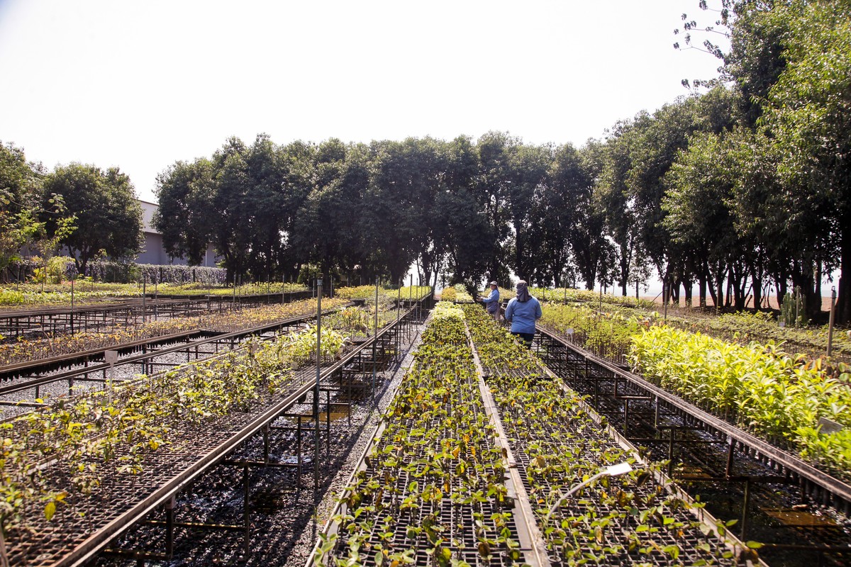Programas ambientais são o 'cartão de visitas' de fazenda de cana-de-açúcar