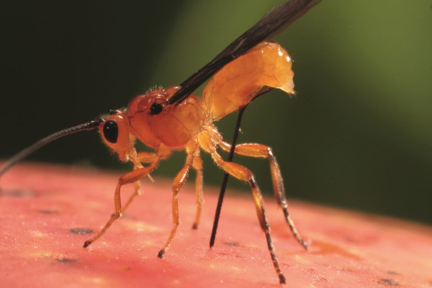 O inseto Doryctobracon areolatus é um inimigo natural da mosca-da-fruta