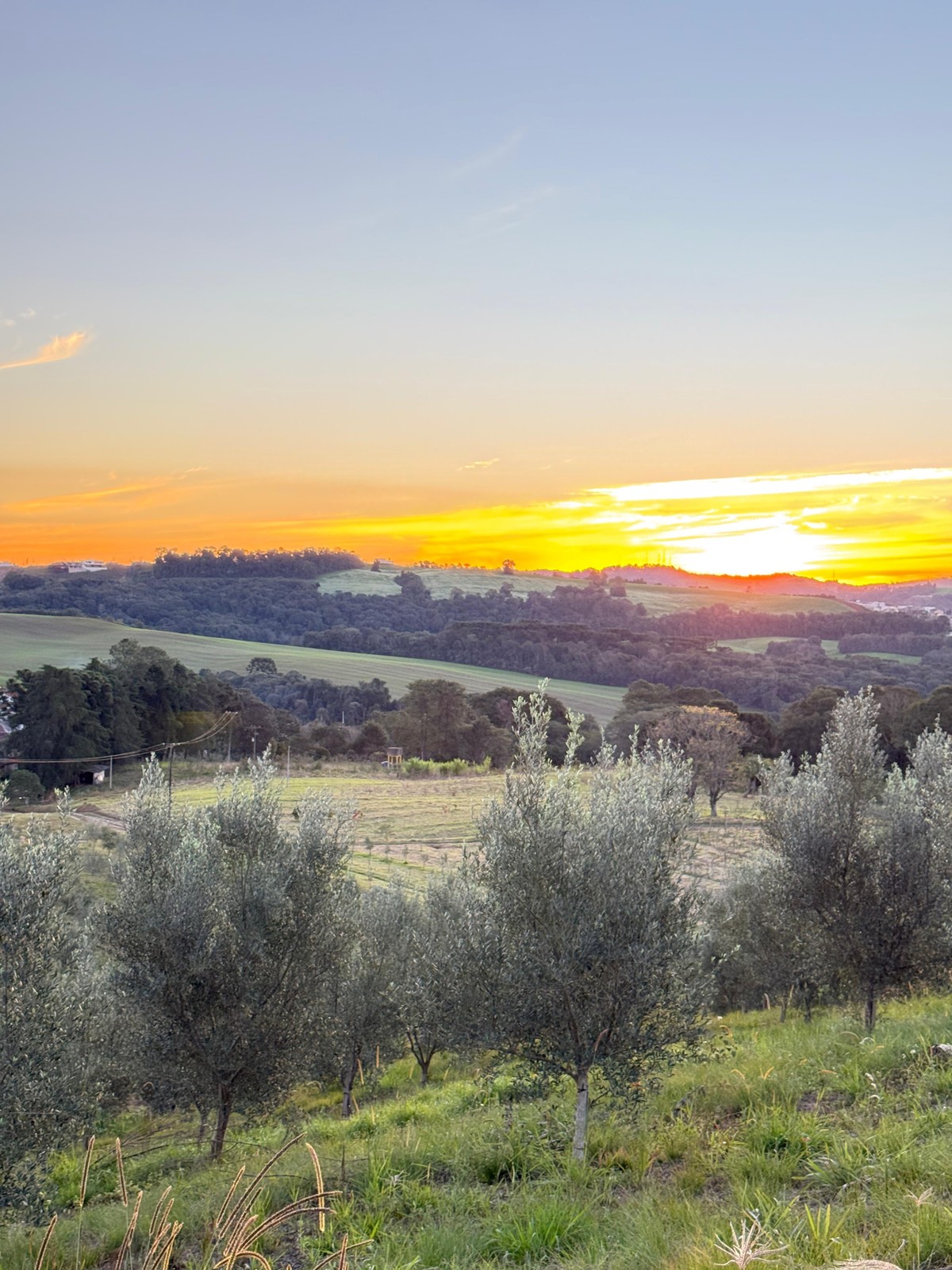 Cultivo de oliveiras e produção de azeite avançam no Paraná
