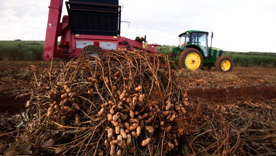 Colheita de amendoim em fazenda na regio