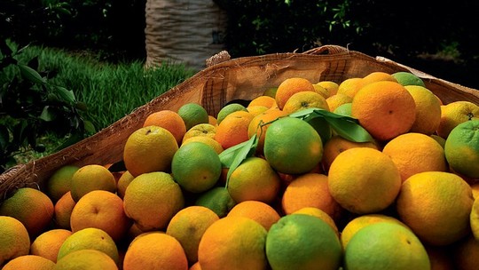 Greening, que devastou laranjais da Flórida, se dissemina em São Paulo