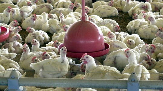Mato Grosso do Sul quer antecipar retomada das exportações de carne de frango para o Japão