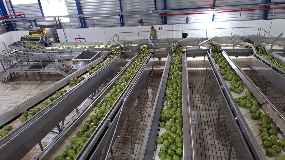 Fábrica da Kero Coco em Petrolina (PE) — Foto: Carolina Mainardes/Globo Rural