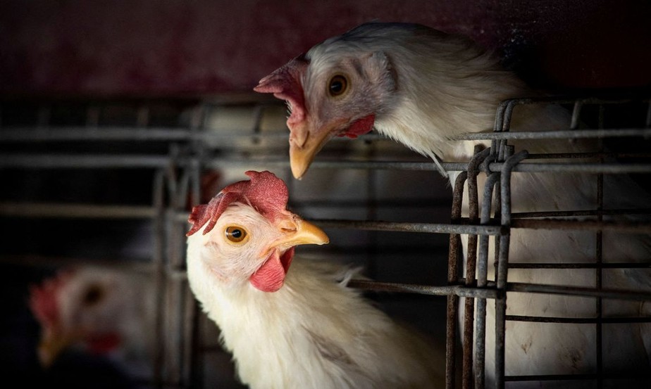 Granjas acompanham casos em animais silvestres para evitar contágio de gripe em aves comerciais