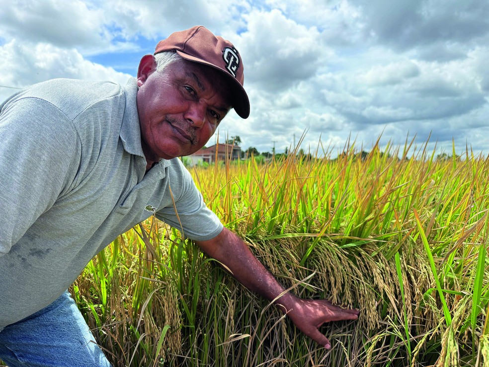 Eriosvaldo Teixeira, que produz arroz há 50 anos em Igreja Nova (AL): ele comemora o aumento de produtividade, que cresceu 50% — Foto: Leandro Ignácio