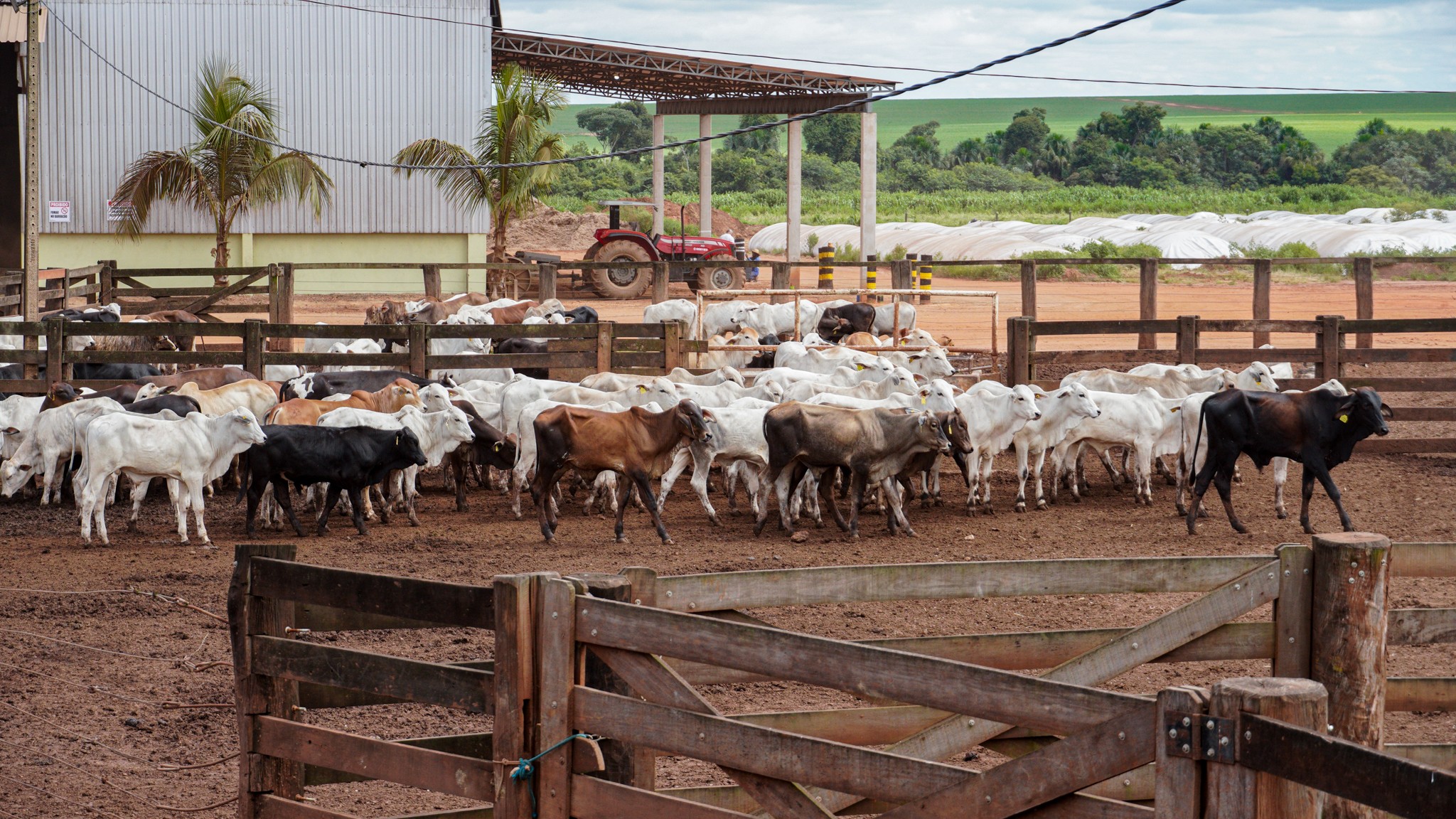 Preço do boi gordo tem dia de estabilidade em quase todo o Brasil