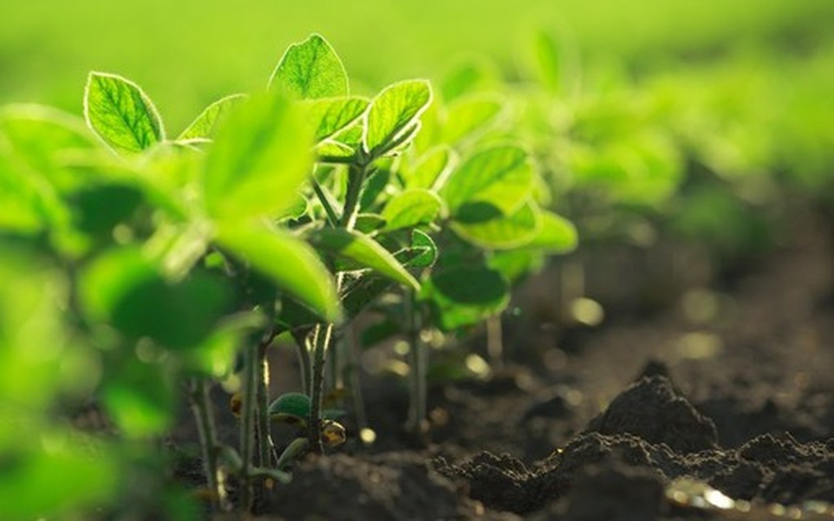 Helm do Brasil entra no mercado de fertilizantes especiais