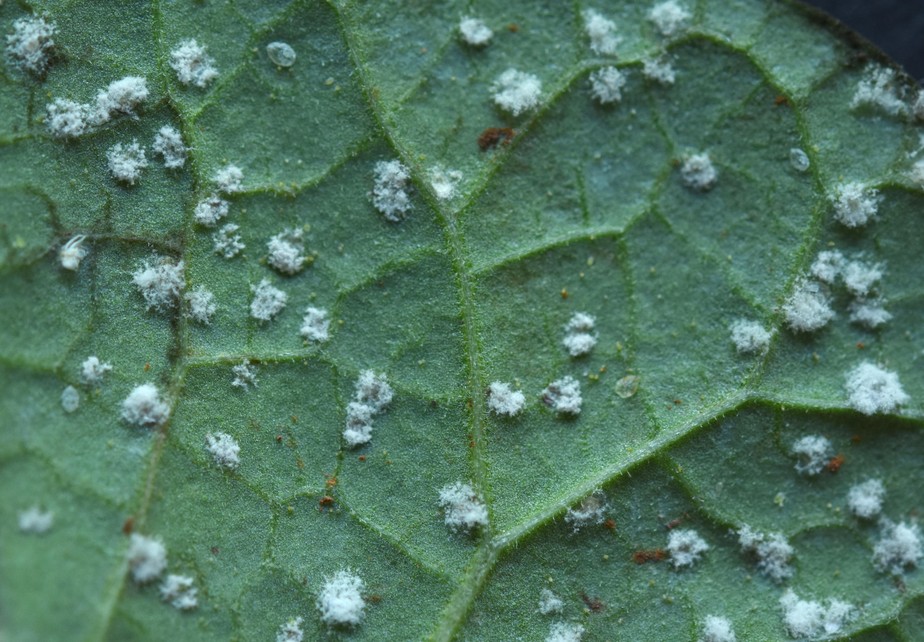 Inseticida natural para plantas: receitas eficazes e como usar corretamente 7 Image