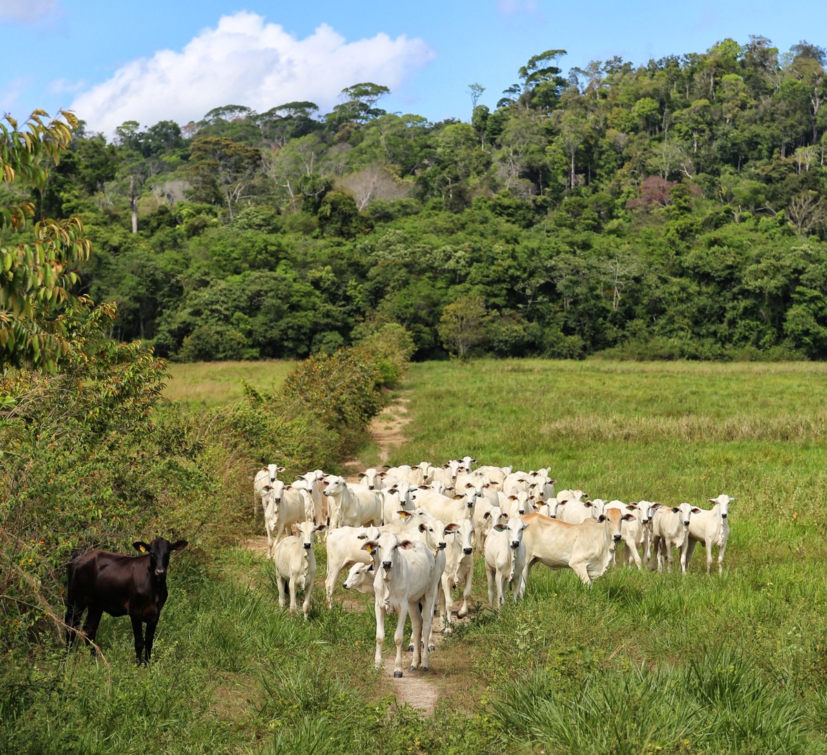 Destaque da COP, pecuária do Pará tem desafios na rastreabilidade do gado