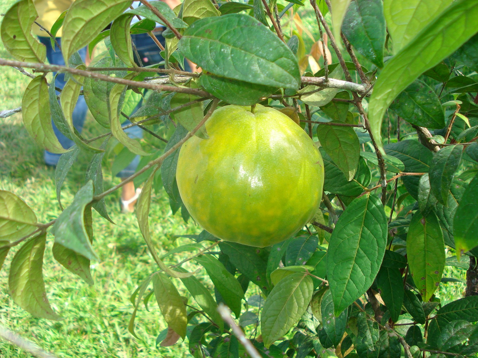 'Goiaba azeda' ou fruta saborosa? Conheça o araçá-boi