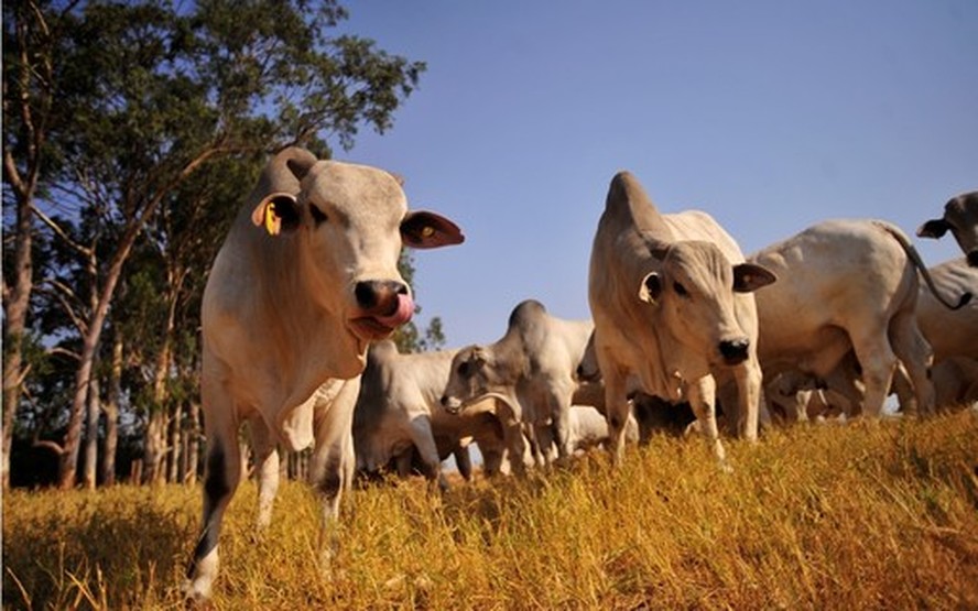 </div>Em Mato Grosso, os preços caíram devido ao crescimento na oferta, principalmente, de fêmeas