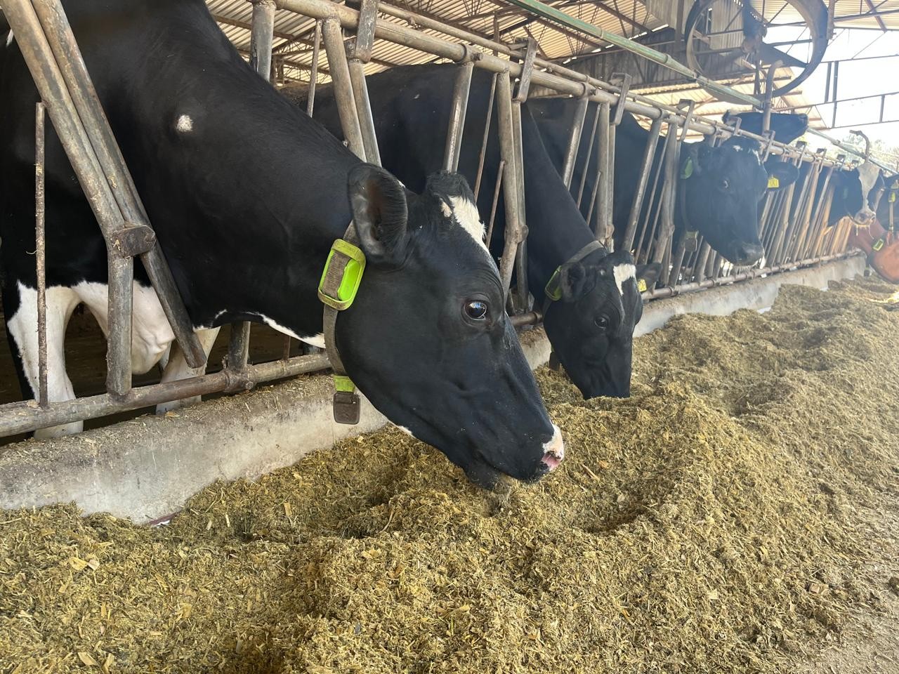 Produtor usa vacas ‘tokenizadas’ para conseguir crédito