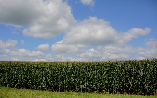 Preço do milho cai em Chicago com atenções voltadas para o plantio nos EUA
