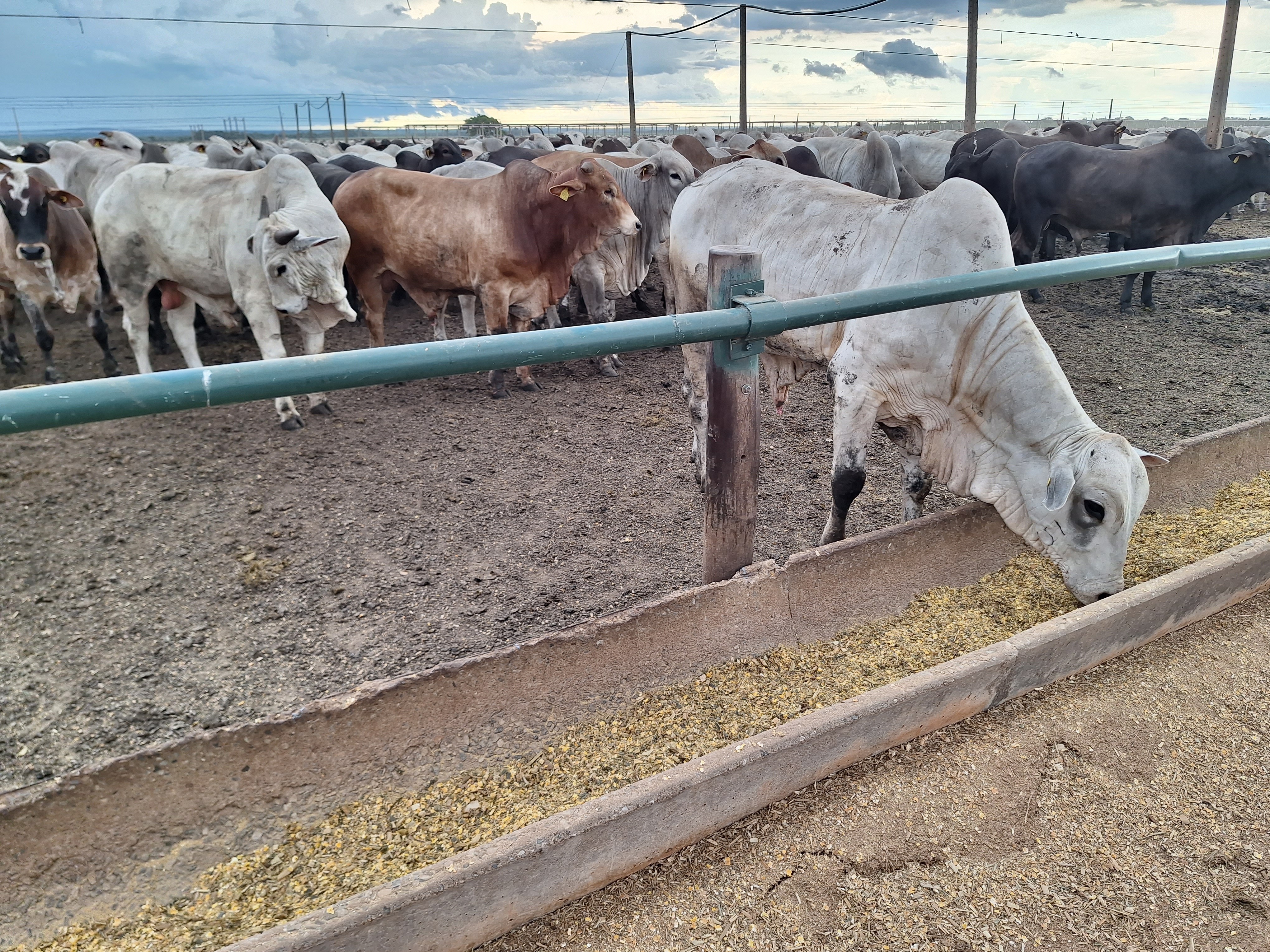Preço do boi gordo encerra a semana estável depois de subir em São Paulo