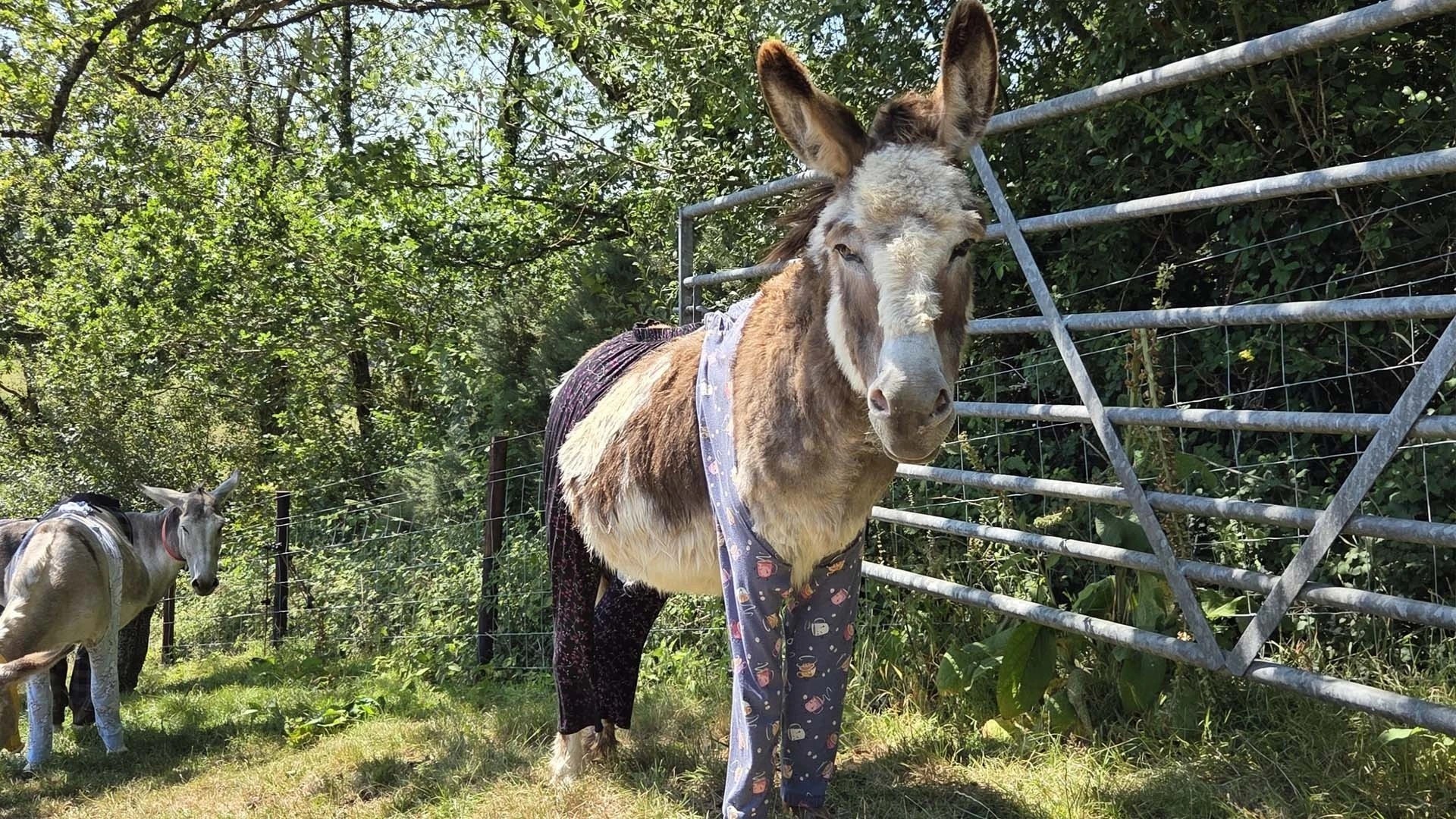 Festa do pijama? Burros usam roupas para se proteger de moscas no Reino Unido