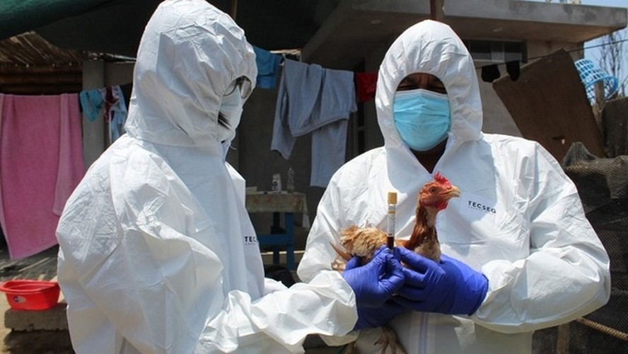 A gripe aviária é causada por um subtipo do vírus influenza, o mesmo responsável pela gripe comum em humanos