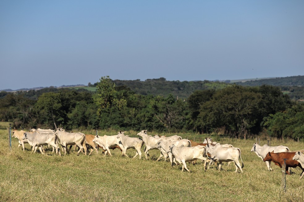 Brescansin cria o gado livre, em lotes rotacionados em pequenos piquetes na propriedade — Foto: Theo Marques