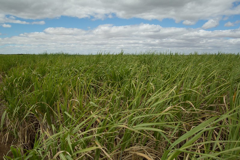 Cana-de-açúcar já usa mais nematicida biológico do que químico