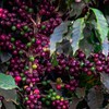 Investidores tentam antecipar qual será o rendimento da nova safra de café - Wenderson Araújo / CNA
