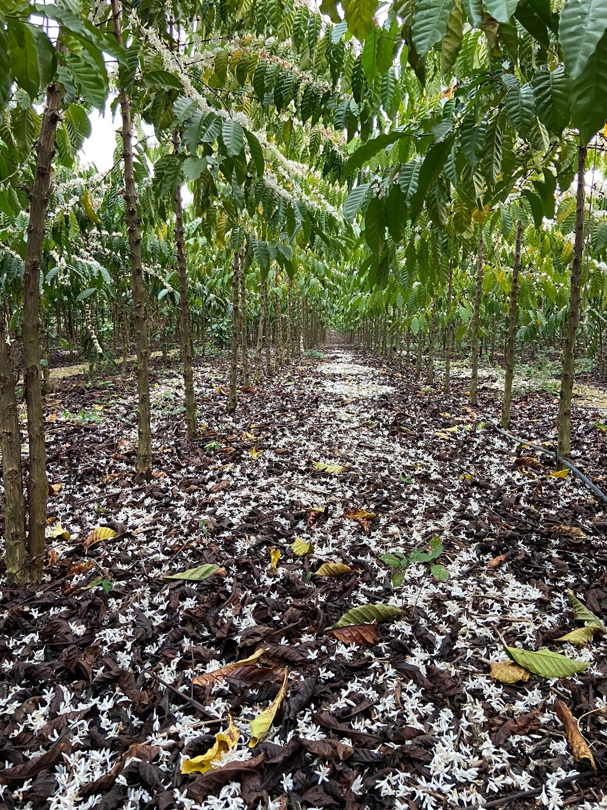 Risco de geadas graves é baixo no café, mas alerta produtores e mercados