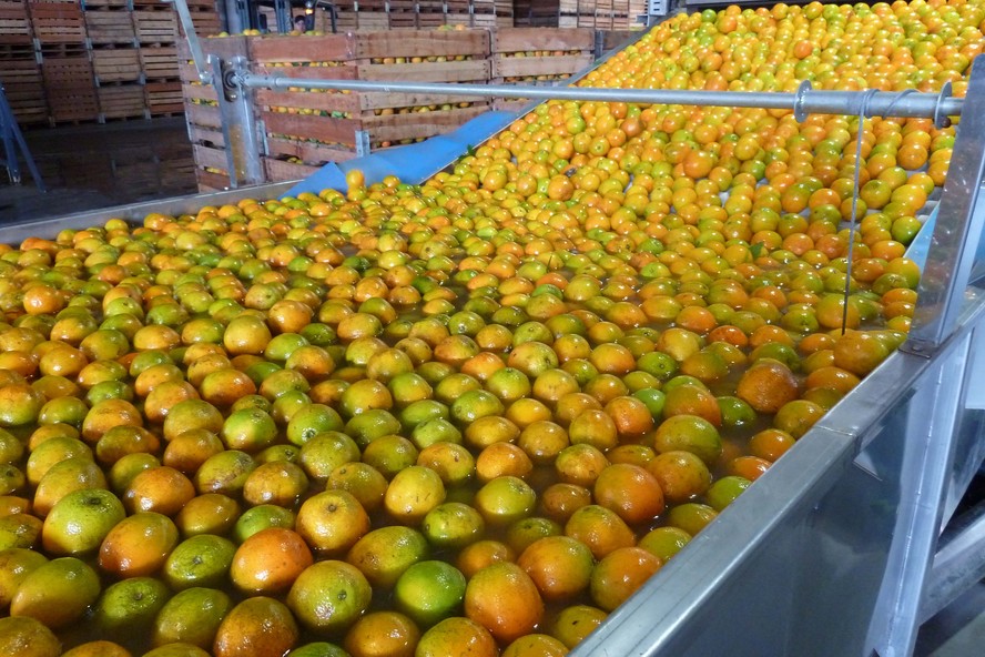 Produção de suco de laranja deve aumentar na China em 2024/25