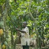 Condições climáticas seguem favoráveis para os cacaueiros na Costa do Marfim, o que alimenta a perspectiva de maior oferta - Nestlé/Divulgação