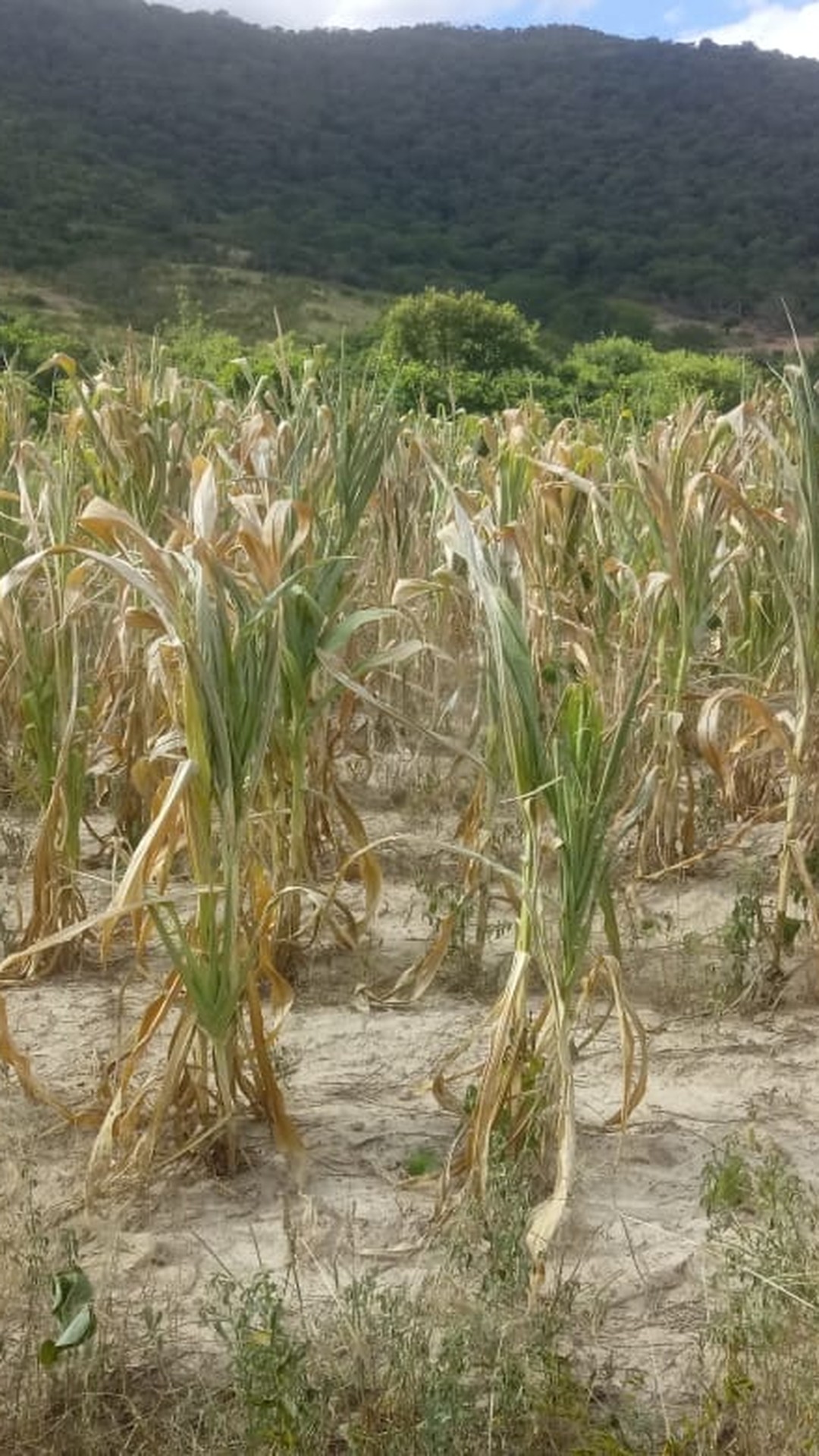 Mercado de crédito de carbono é o destaque da Globo Rural de março