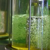 Bioenergia Brasil e Unica defendem política do governo brasileiro para o etanol - Divulgação