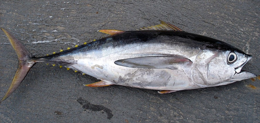 Produtores de cana-de-açúcar e de pescado ganham mais limite de crédito