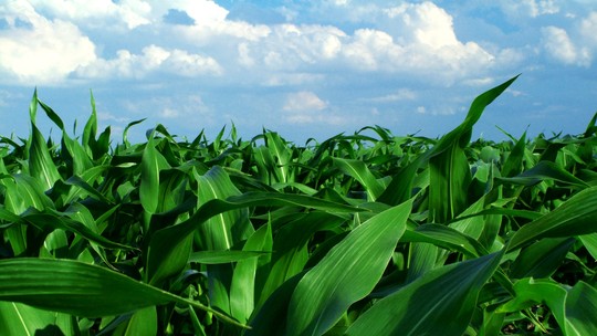 Planto de milho na Argentina chegou a 5% da expectativa de área para 2023/24