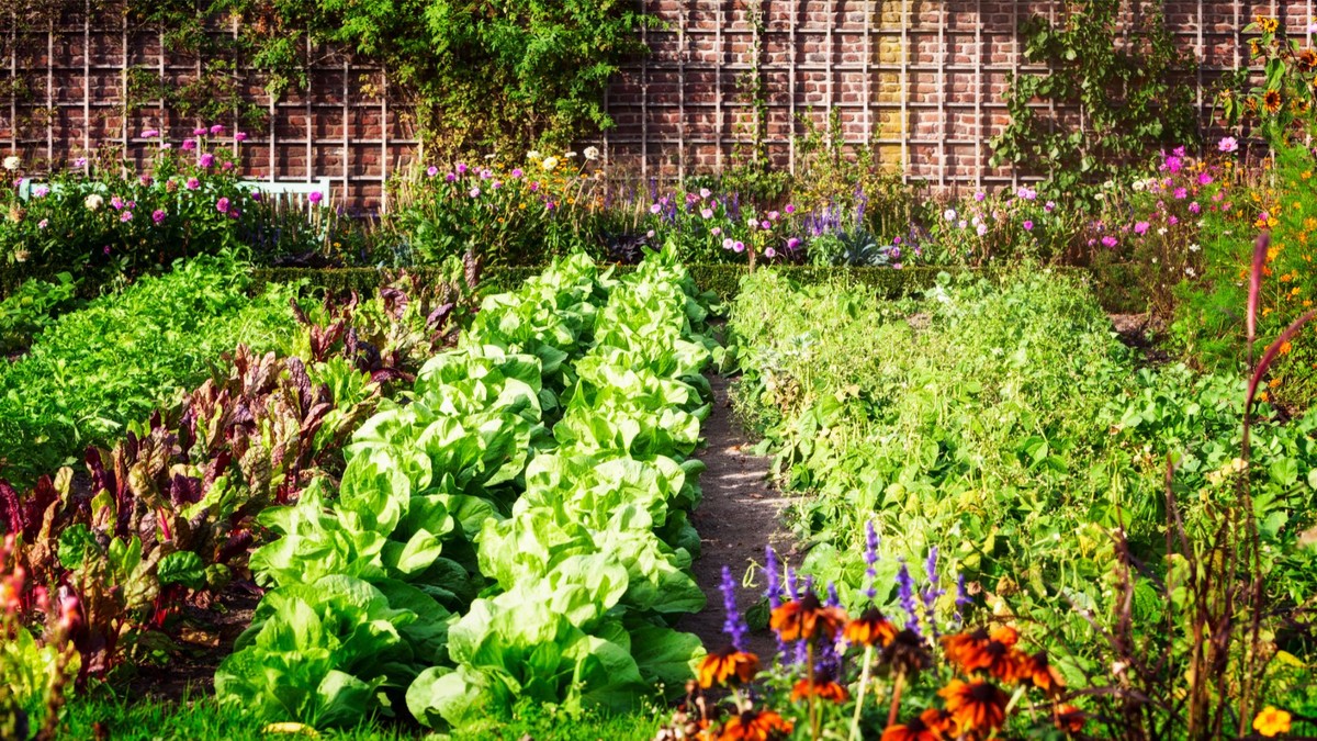 O que plantar na horta? Veja opções para cada mês