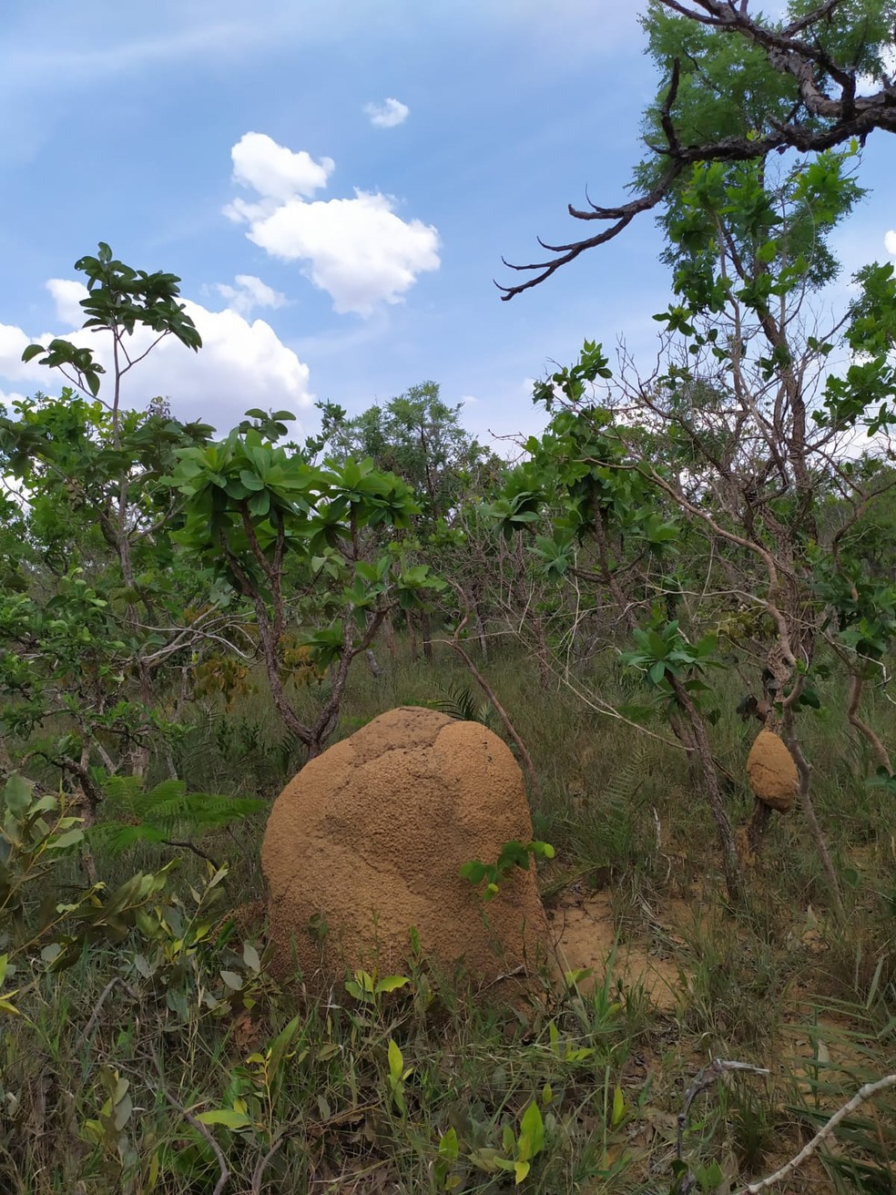 Ao todo, 29 cientistas de nove países se uniram para propor do Observatório Global da Biodiversidade do Solo — Foto: Embrapa