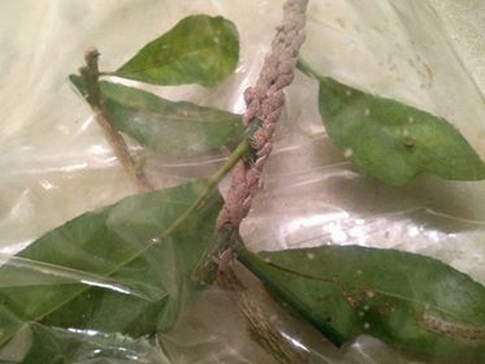 A poda, seguida pela queima dos ramos contaminados é uma alternativa para eliminar doenças do limoeiro — Foto: Anna Flavia