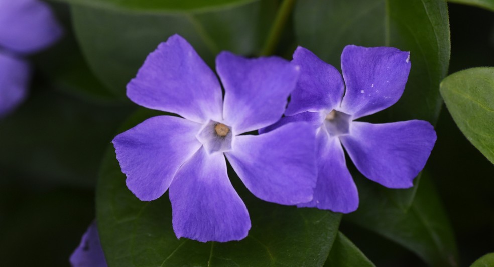 Vinca — Foto: Canva/ Creative Commoms