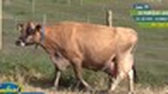 Leilão virtual vende 500 vacas e fatura mais de R$ 3 milhões