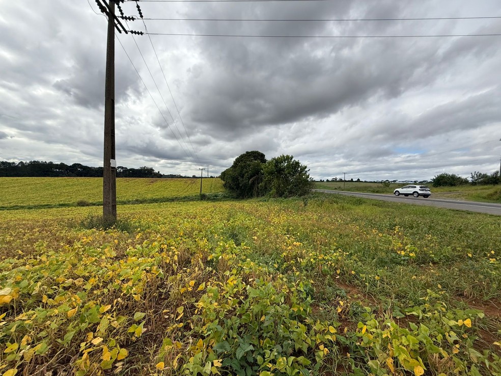 Plantio em faixa de dom&iacute;nio de rodovia no Paran&aacute; &mdash; Foto: Via Arauc&aacute;ria/Divulga&ccedil;&atilde;o