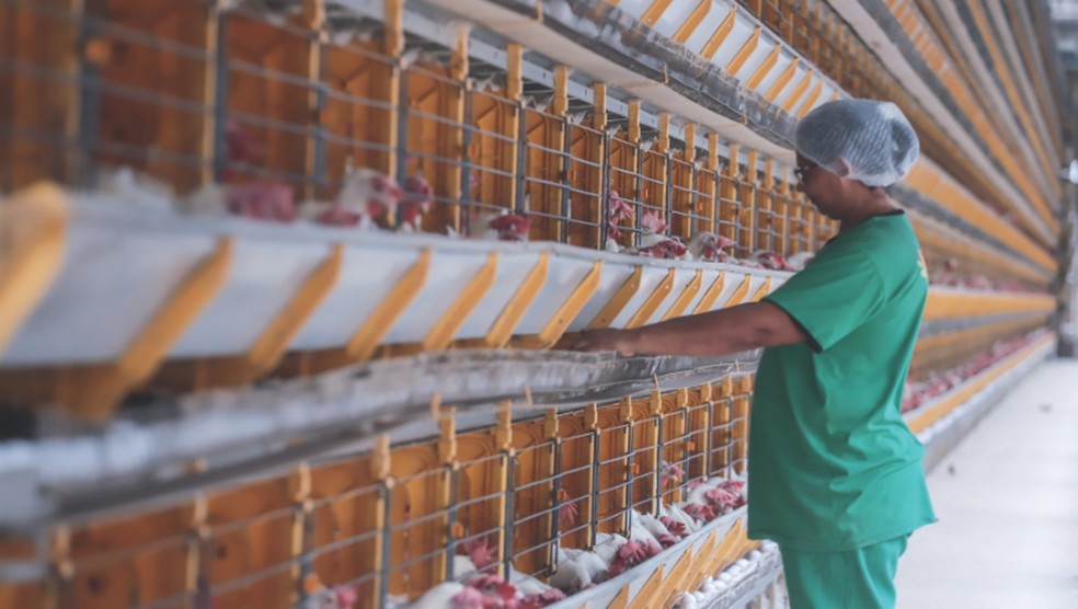 OLHAR ATENTO | Meire Elisa de Souza, funcionária da Granja Faria: vistoria de galinhas e produção em uma das estruturas da empresa — Foto: Ricardo Benichio