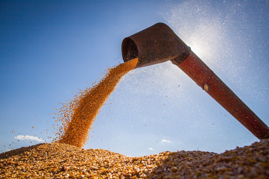 Com menor oferta de milho no Brasil em 2023/24, exportações devem cair 26,9%, segundo Conab