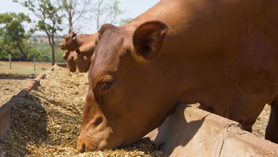Produção de ração para bovinos de corte deve crescer no Brasil em 2024